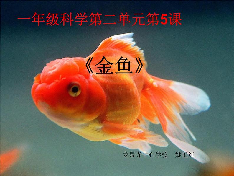 小学科学教科版一年级下册 5观察鱼 1 课件第1页