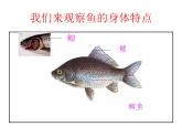 小学科学教科版一年级下册 5观察鱼 1 课件