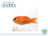 小学科学教科版一年级下册 5观察鱼 2 课件