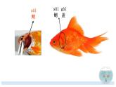小学科学教科版一年级下册 5观察鱼 2 课件