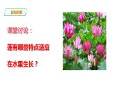 6.仙人掌與蓮課件PPT