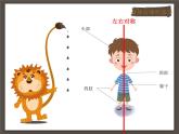 小学科学教科版二年级下册 1观察我们的身体 1 课件