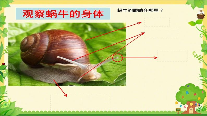 小学科学教科版一年级下册 3观察一种动物 1 课件05