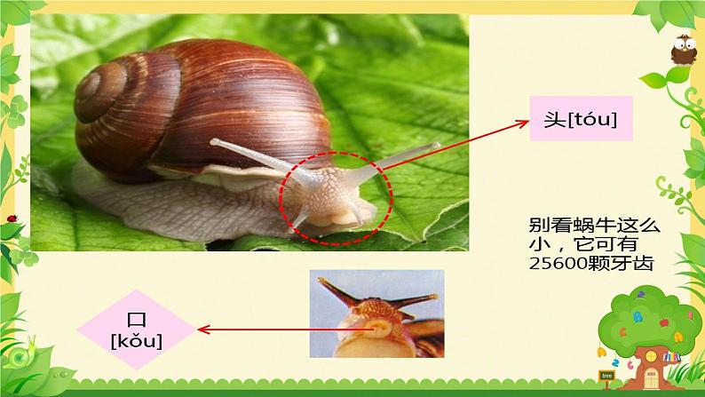 小学科学教科版一年级下册 3观察一种动物 1 课件06