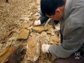 冀人版六上第1单元第3课-化石里的古生物 视频资料+视频引导PPT