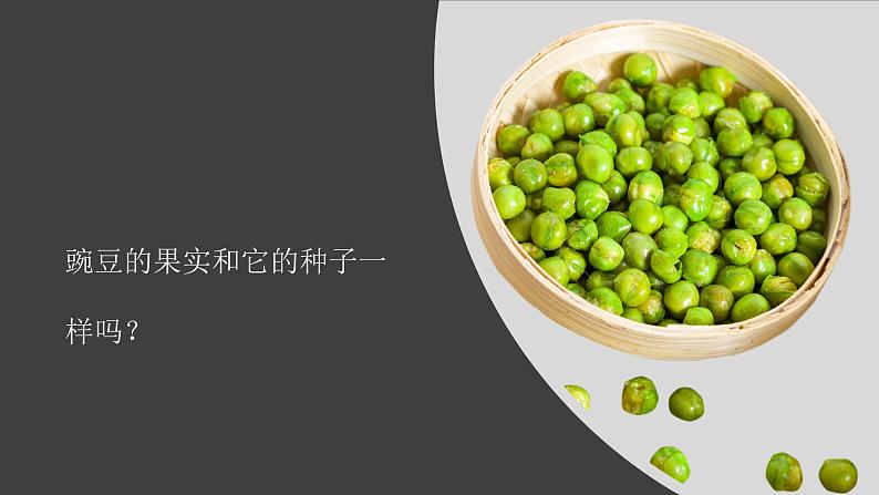 【视频引导 PPT】冀人版六上第1单元第1课-种豆得豆第2页