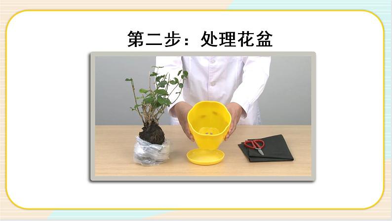 人教鄂教版二上科学 1.1《养植物》 第二课时课件+教案+内嵌式视频08