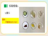 人教鄂教版三上科學(xué)1.2《食物的營養(yǎng)》 第一課時(shí) 授課課件