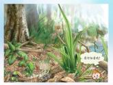 小學(xué)科學(xué) 蘇教2017課標(biāo)版 一年級上冊 4 認(rèn)識(shí)感官  課件