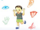 小學(xué)科學(xué) 蘇教2017課標(biāo)版 一年級上冊 4 認(rèn)識(shí)感官 課件