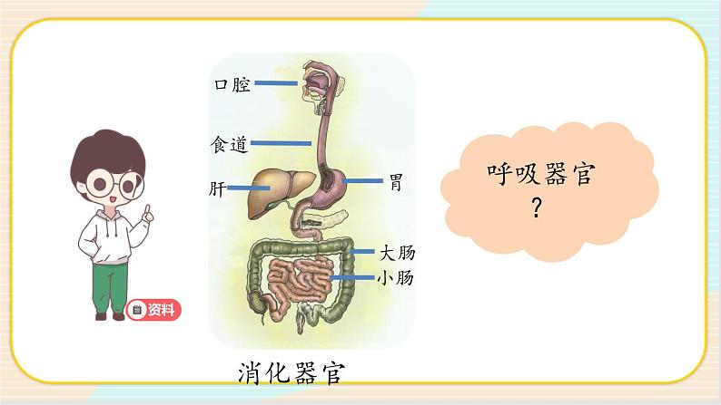 人教鄂教版三上科学4.13《呼吸器官》 第一课时 授课课件+内嵌式音视频资料03