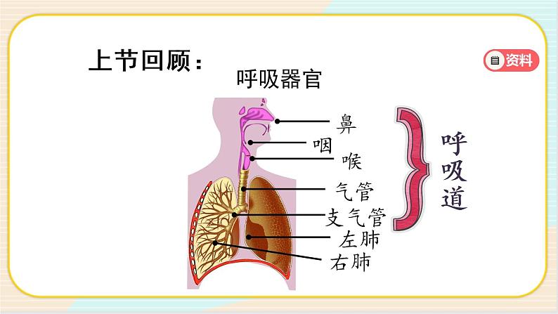 人教鄂教版三上科学4.13《呼吸器官》 第二课时 授课课件+内嵌式音视频资料02