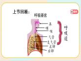 人教鄂教版三上科学4.13《呼吸器官》 第二课时 授课课件+内嵌式音视频资料