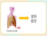 人教鄂教版三上科学4.13《呼吸器官》 第二课时 授课课件+内嵌式音视频资料