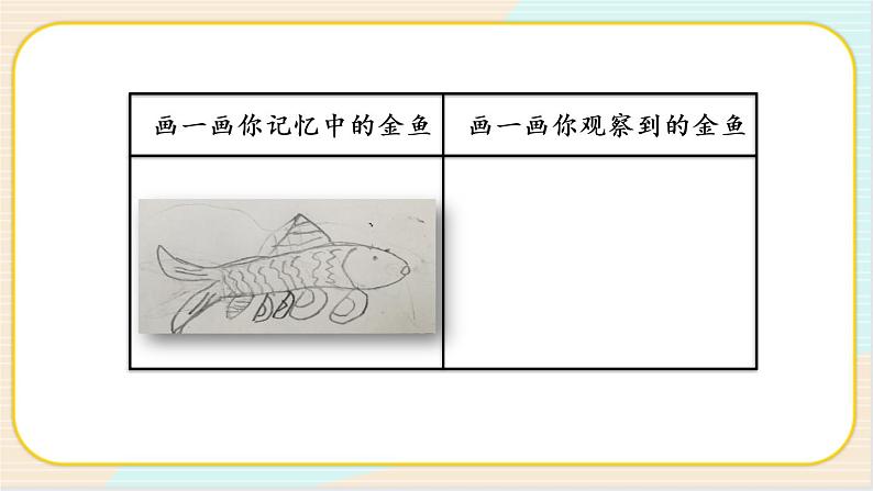 人教鄂教版一上科学2.4《金鱼》授课课件+内嵌式音视频资料07