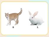人教鄂教版一上科学2.5《猫和兔》授课课件+内嵌式音视频资料