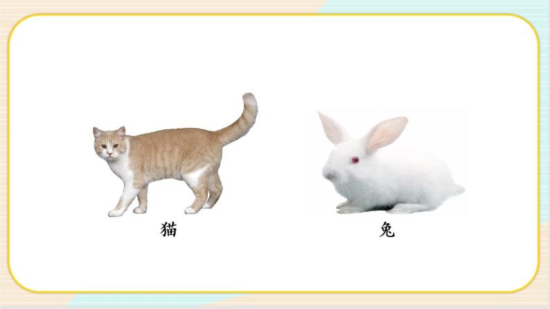 人教鄂教版一上科学2.5《猫和兔》授课课件+内嵌式音视频资料06