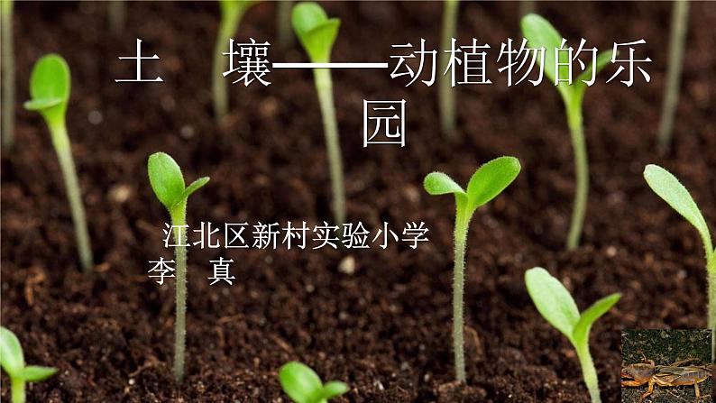 小学科学 教科版 二年级上册 土壤——动植物的乐园 部优课件01