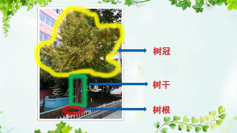 小学科学 教科版 一年级上册 观察叶部优课件02