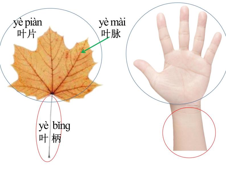 小学科学 教科版 一年级上册 《观察叶》部优课件03