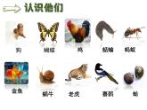 小學科學 教科版 一年級下冊 給動物分類 部優(yōu)課件