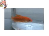 小學(xué)科學(xué) 教科版 一年級(jí)下冊(cè) 科學(xué)閱讀  觀察魚部?jī)?yōu)課件