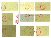 小學(xué)科學(xué) 教科版 一年級(jí)下冊(cè) 科學(xué)閱讀  觀察魚部?jī)?yōu)課件