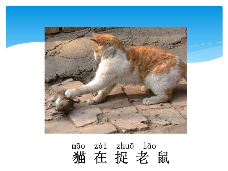 小学科学 湘科版 一年级下册  观察身边的动物部优课件07