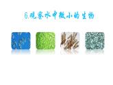 新教科版六年级上册科学1.6 观察水中微小的生物 课件+教案+素材