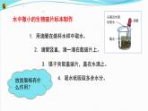 新教科版六年级上册科学1.6 观察水中微小的生物 课件+教案+素材
