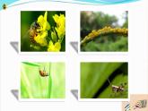 新教科版六年级上册科学1.3 观察身边微小的物体 课件+教案+素材