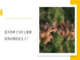 冀人版科学六下 3.8 生物的启示 PPT课件+视频引导