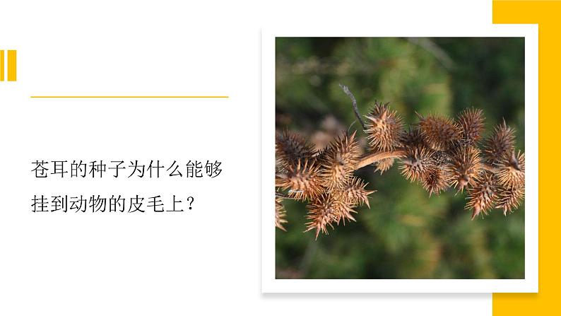 冀人版科学六下 3.8 生物的启示 PPT课件+视频引导02