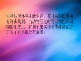 冀人版科学六下 3.8 生物的启示 PPT课件+视频引导