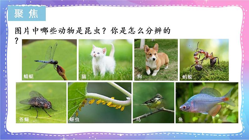 六上科学 第3课 观察身边微小的物体 课件PPT+教案+视频素材02