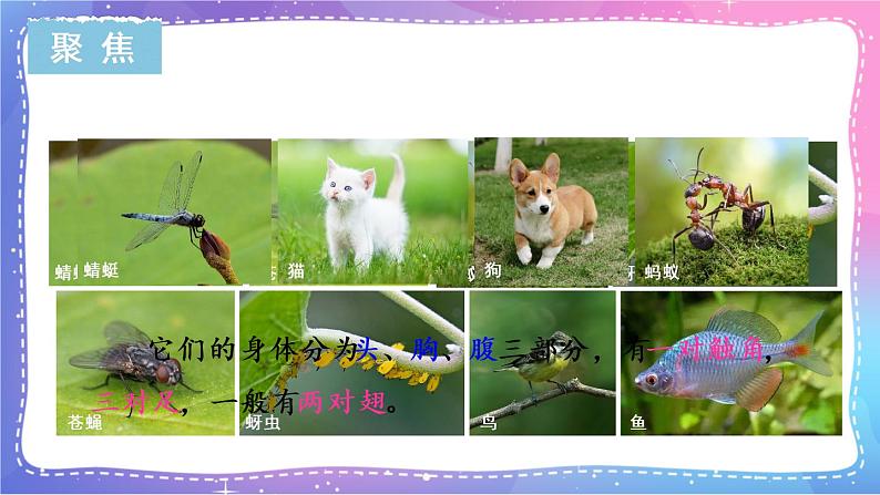 六上科学 第3课 观察身边微小的物体 课件PPT+教案+视频素材03