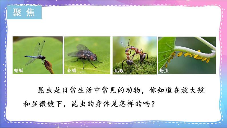 六上科学 第3课 观察身边微小的物体 课件PPT+教案+视频素材04