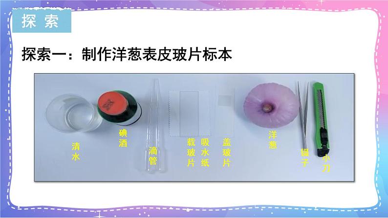 六上科学 第4课 观察洋葱表皮细胞 课件PPT+教案+视频素材04