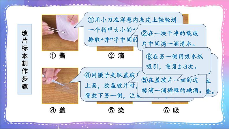 六上科学 第4课 观察洋葱表皮细胞 课件PPT+教案+视频素材05