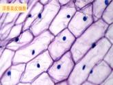 六上科學(xué) 第5課 觀察更多的生物細(xì)胞 課件PPT+教案+視頻素材
