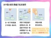 六上科学 第6课 观察水中微小的生物 课件PPT+教案+视频素材