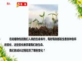 教科版六年级下册科学4.6《生命体中的化学变化》（课件+教案+习题）