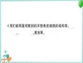 教科版科学六上 第4课 观察洋葱表皮细胞 习题讲解PPT