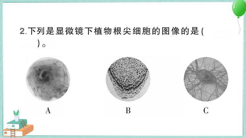 教科版科学六上 第5课 观察更多的生物细胞 习题讲解PPT07