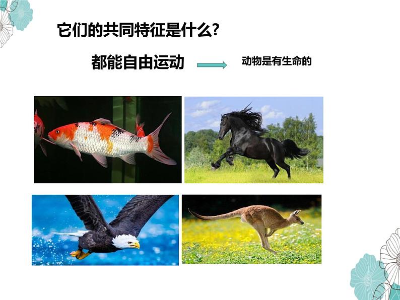 教科版科学一年级2.1《我们知道的动物》课件PPT+教案05