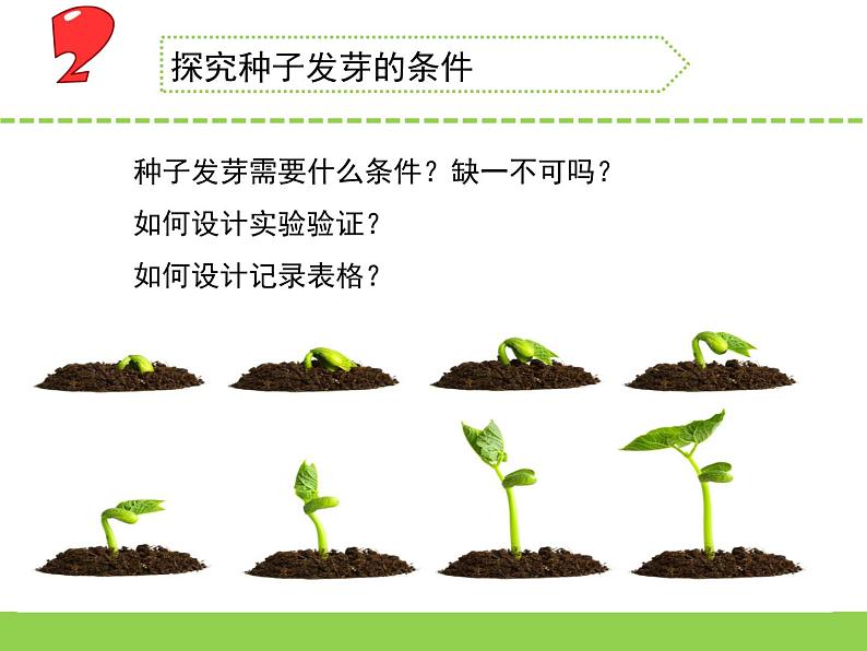 三年级下册科学1种子发芽了教学课件（苏教版）第4页