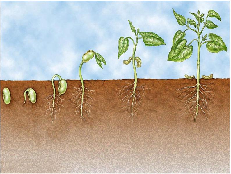 三年级下册科学1种子发芽了教学课件（苏教版）第5页