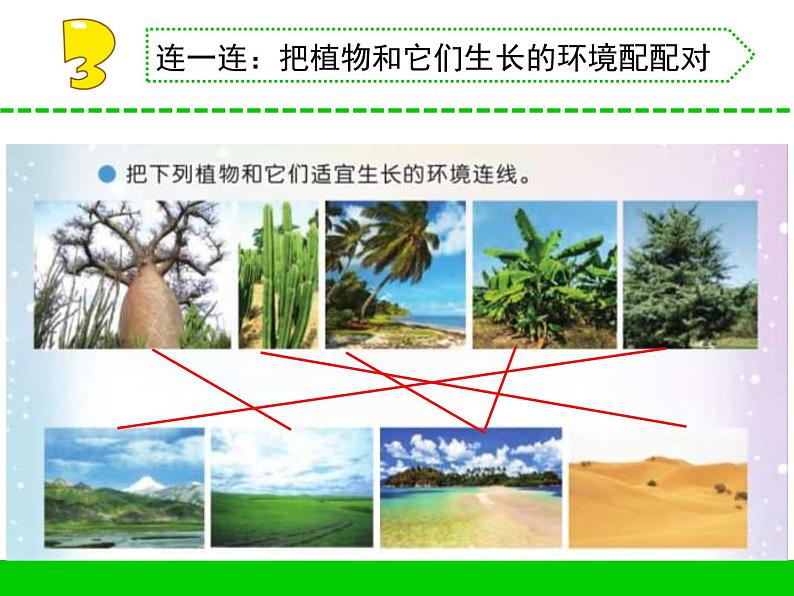 三年级下册科学5不同环境里的植物教学课件（苏教版）第4页