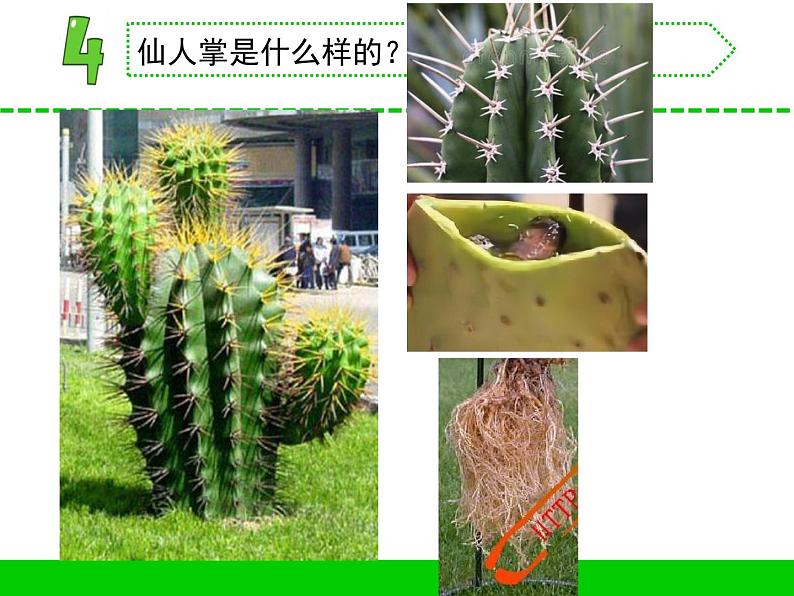 三年级下册科学5不同环境里的植物教学课件（苏教版）第6页