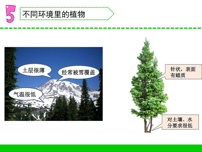 三年级下册科学5不同环境里的植物教学课件（苏教版）第7页